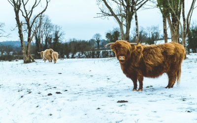 Ireland in February: Tips for Enjoying Winter Festivities