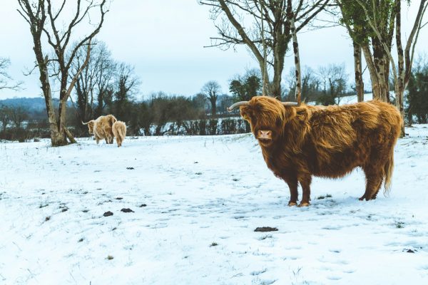 a brown cow standing on top of a snow covered field