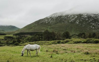 The Rich Equestrian Culture of Ireland’s Midlands: An Insider’s Guide