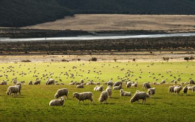 An Insight into The Traditional Wool Industry of County Leitrim