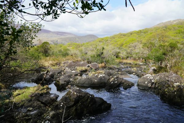 a river with rocks and trees