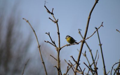 Bird Watching in Ireland: Explore Top Spots in County Offaly