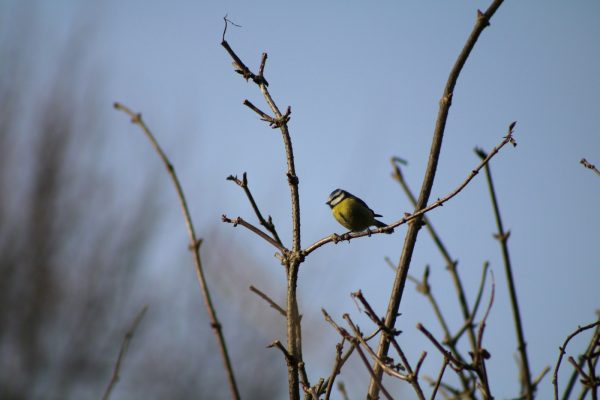 a small bird sitting on top of a tree branch