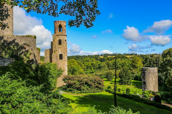 a tall tower sitting in the middle of a lush green forest