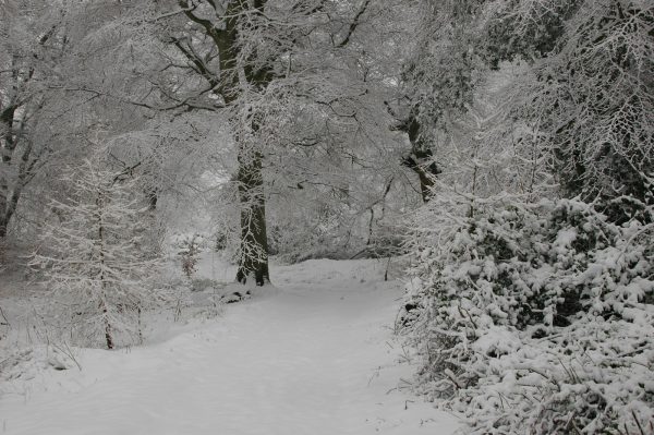 a snow covered path through a forest with lots of trees